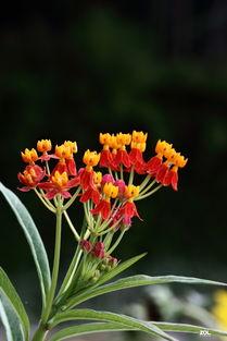 91草橊,探寻自然之美，品味生活之韵