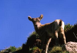 91年属羊30岁苦,逆境中的成长与蜕变